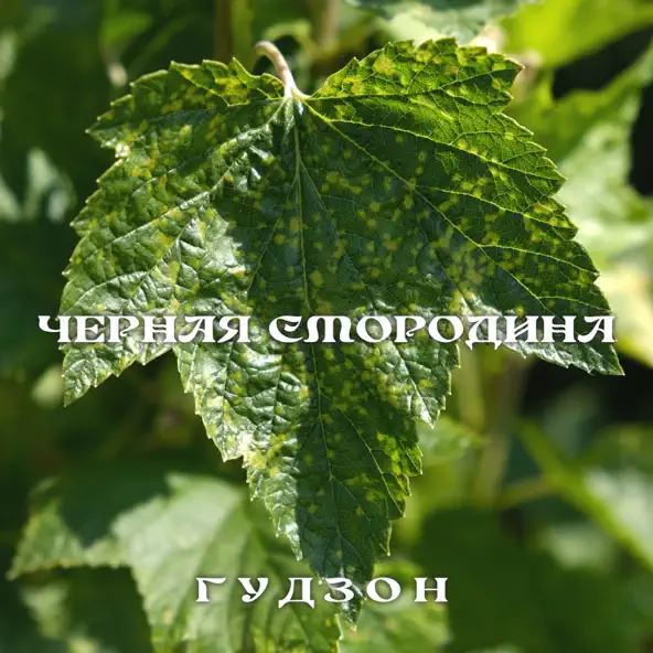 Музыка Гудзон - Чёрная Смородина