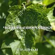 Музыка Гудзон - Чёрная Смородина